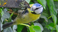 Blaumeise_mit_Futter (04).jpg